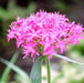 Pentas lanceolata carnea,Pentas Dark Pink - Kadiyam Nursery