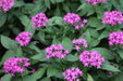 Pentas lanceolata carnea,Pentas Dark Pink - Kadiyam Nursery