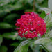 Pentas lanceolata electric red,Pentas Red, Pentas Electric - Kadiyam Nursery