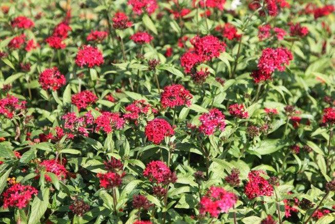 Pentas lanceolata electric red,Pentas Red, Pentas Electric - Kadiyam Nursery