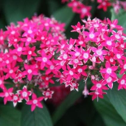 Pentas lanceolata hybrida,Pentas Hybrids - Kadiyam Nursery