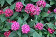 Pentas lanceolata hybrida,Pentas Hybrids - Kadiyam Nursery