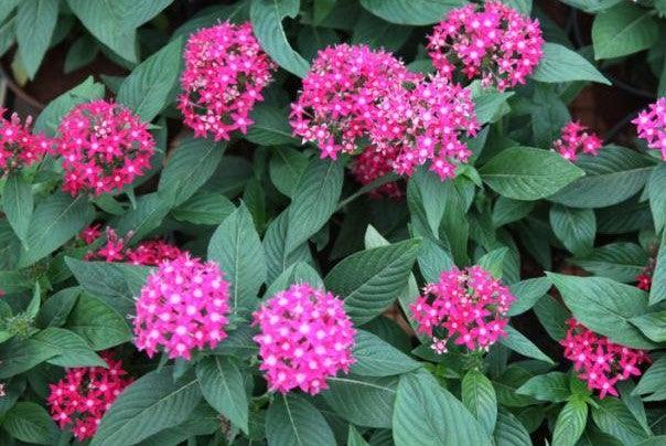 Pentas lanceolata hybrida,Pentas Hybrids - Kadiyam Nursery