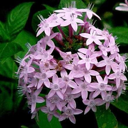 Pentas lanceolata lilac,Pentas Lilac - Kadiyam Nursery