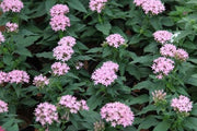 Pentas lanceolata lilac,Pentas Lilac - Kadiyam Nursery