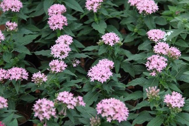 Pentas lanceolata lilac,Pentas Lilac - Kadiyam Nursery