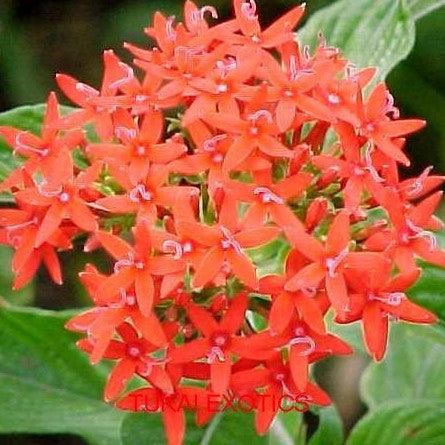 Pentas lanceolatus karmesiana,Pentas Orange - Red - Kadiyam Nursery