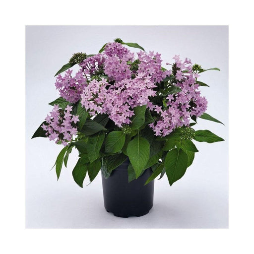 Pentas (pink) - Plant - Kadiyam Nursery