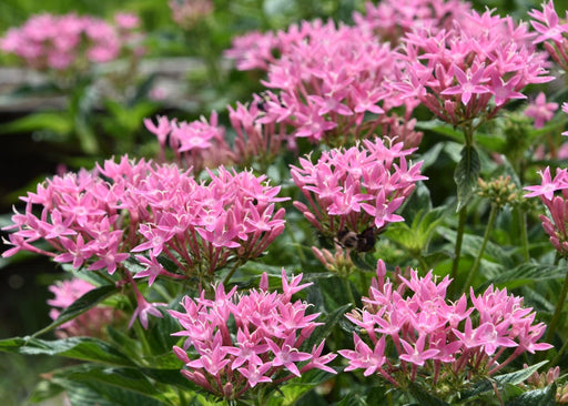 Pentas (pink) - Plant - Kadiyam Nursery