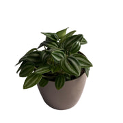 Peperomia Puteolata Rare Plant Indoor Plants, Gardening, Balcony Garden Flowers, Home Decoration Pots - Kadiyam Nursery