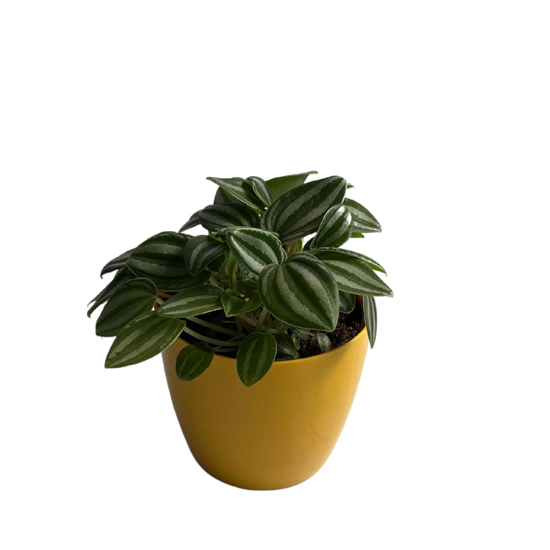Peperomia Puteolata Rare Plant Indoor Plants, Gardening, Balcony Garden Flowers, Home Decoration Pots - Kadiyam Nursery