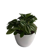 Peperomia Puteolata Rare Plant Indoor Plants, Gardening, Balcony Garden Flowers, Home Decoration Pots - Kadiyam Nursery