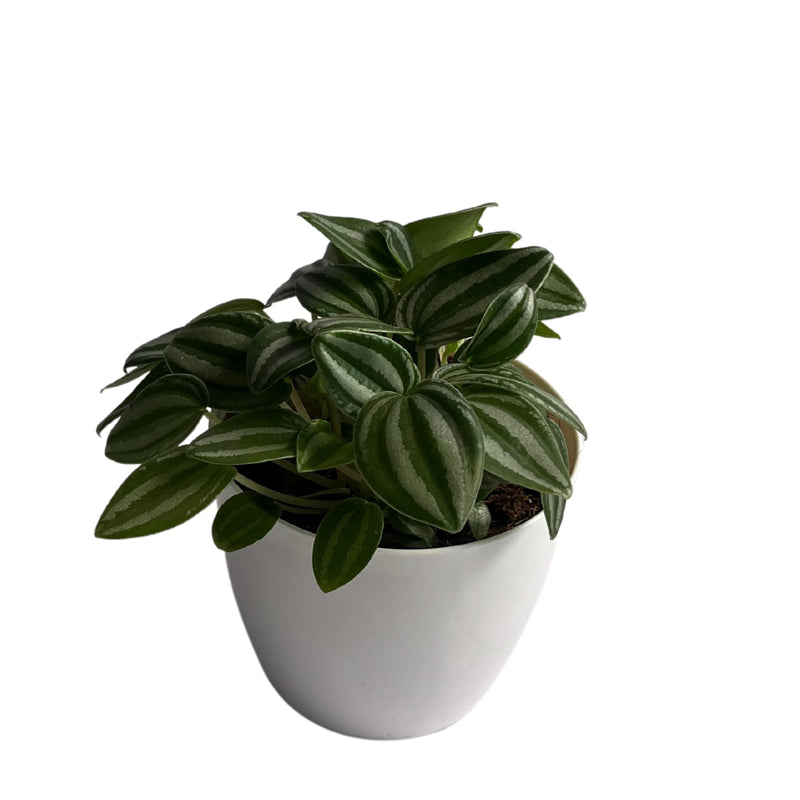 Peperomia Puteolata Rare Plant Indoor Plants, Gardening, Balcony Garden Flowers, Home Decoration Pots - Kadiyam Nursery
