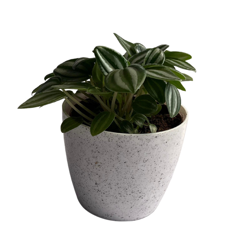 Peperomia Puteolata Rare Plant Indoor Plants, Gardening, Balcony Garden Flowers, Home Decoration Pots - Kadiyam Nursery