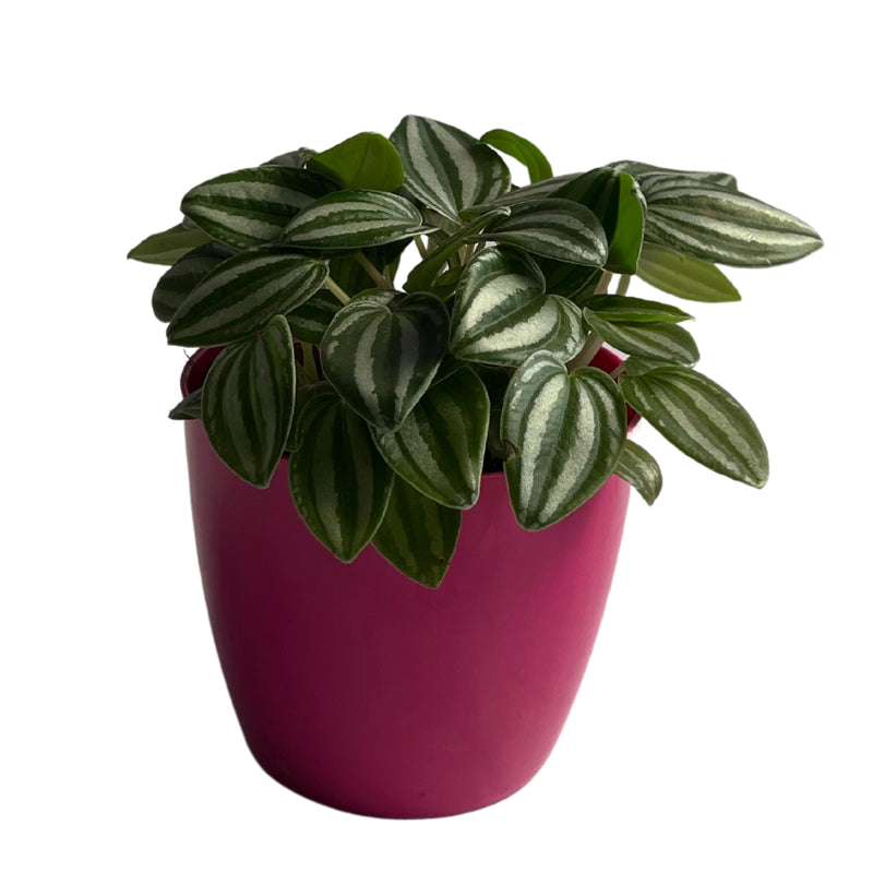 Peperomia Puteolata Rare Plant Indoor Plants, Gardening, Balcony Garden Flowers, Home Decoration Pots - Kadiyam Nursery