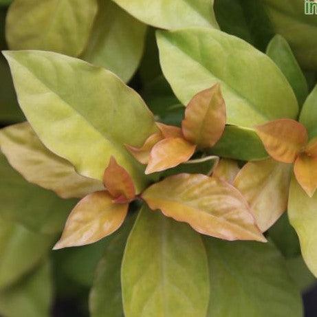 Pereskia godseffiana,Variegated Pereskia - Kadiyam Nursery