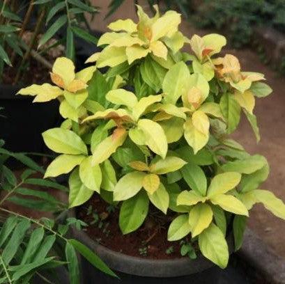 Pereskia godseffiana,Variegated Pereskia - Kadiyam Nursery