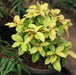 Pereskia godseffiana,Variegated Pereskia - Kadiyam Nursery