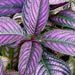 Perilepta dyerianus, Strobilanthes dyerianus.,Peacock Plant, Persian Shield - Kadiyam Nursery