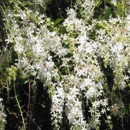 Petrea volubilis albiflora,Petrea White, White Sandpaper Climber, Patria - Kadiyam Nursery