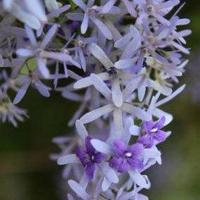 Petrea volubilis,Petrea Volubilis, Purple Wreath, Sandpaper Climber - Kadiyam Nursery