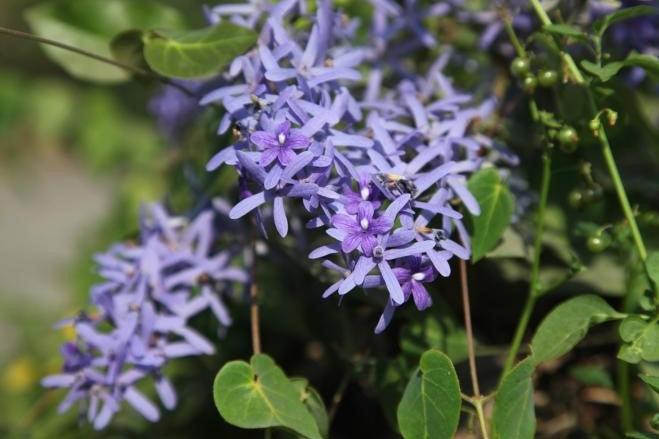 Petrea volubilis,Petrea Volubilis, Purple Wreath, Sandpaper Climber - Kadiyam Nursery