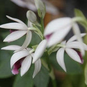 Phaius tankervilleae,Nun's Orchid, Nun's Cap Orchid, Red Crane Orchid, Swamp Lily, Veiled Nun Orchid - Kadiyam Nursery