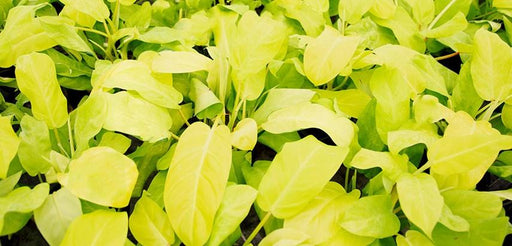 Philodendron Gold - Kadiyam Nursery