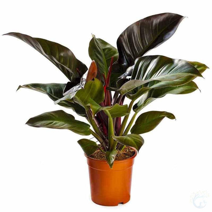 Philodendron Imperial Red in Orien Pot Orange For Diwali, Birthday, Anniversary, Festivals Gifts - Kadiyam Nursery