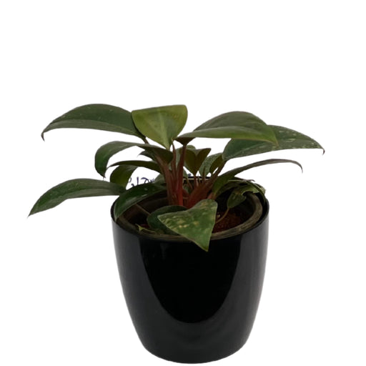 Filondrone cobra Indoor Live Plant For Home Decor - Kadiyam Nursery