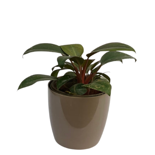 Filondrone cobra Indoor Live Plant For Home Decor - Kadiyam Nursery