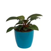 Filondrone cobra Indoor Live Plant For Home Decor - Kadiyam Nursery