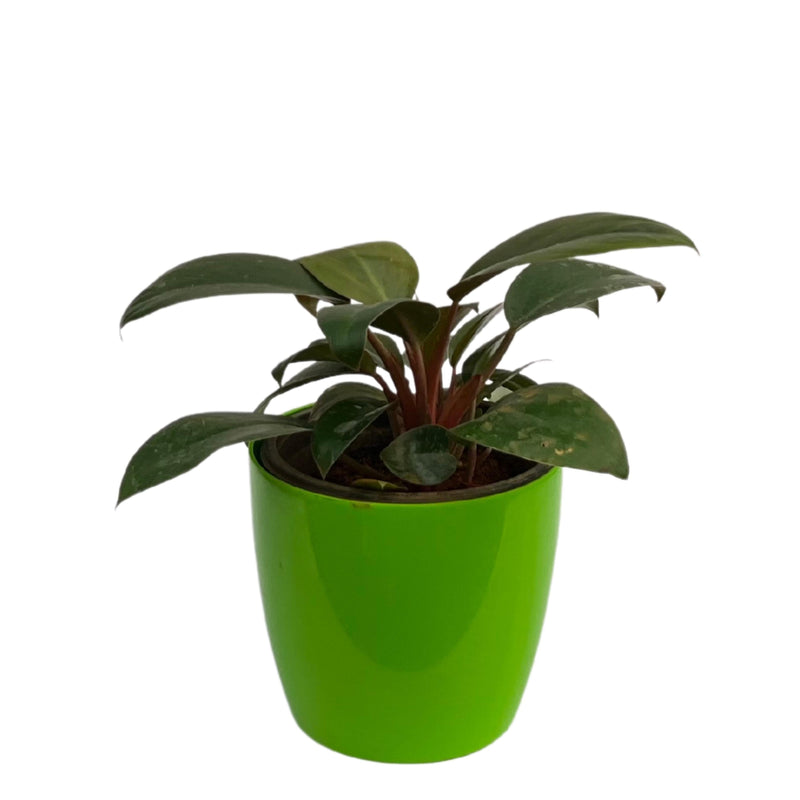 Filondrone cobra Indoor Live Plant For Home Decor - Kadiyam Nursery