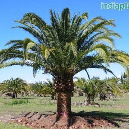 Phoenix canariensis,Canary Island Date Palm - Kadiyam Nursery