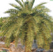 Phoenix pusilla, P. zeylanica,Ceylon Date Palm, Inchu Palm, Dwarf Date Palm, Small Wind Date - Kadiyam Nursery