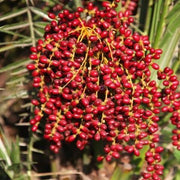 Phoenix pusilla, P. zeylanica,Ceylon Date Palm, Inchu Palm, Dwarf Date Palm, Small Wind Date - Kadiyam Nursery