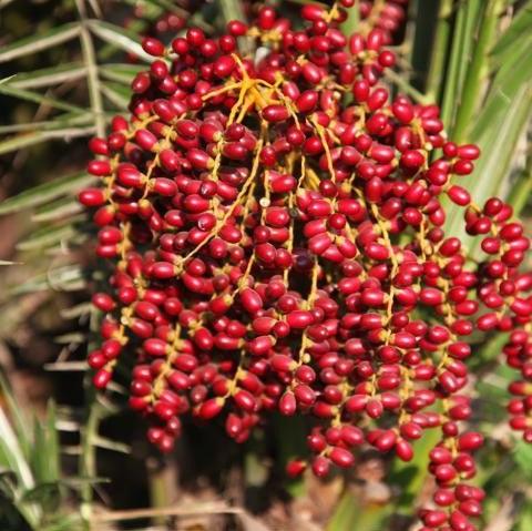 Phoenix pusilla, P. zeylanica,Ceylon Date Palm, Inchu Palm, Dwarf Date Palm, Small Wind Date - Kadiyam Nursery