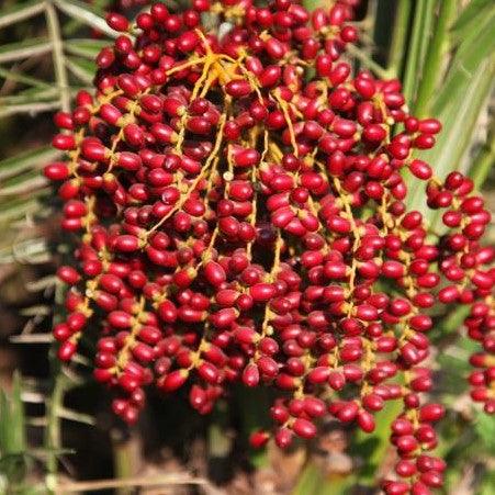 Phoenix pusilla, P. zeylanica,Ceylon Date Palm, Inchu Palm, Dwarf Date Palm, Small Wind Date - Kadiyam Nursery