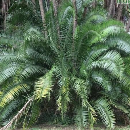 Phoenix reclinata,Senegal Date Palm, Clumping Date Palm - Kadiyam Nursery