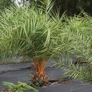 Phoenix robusta,Slender Date Palm, Mountain Date Palm - Kadiyam Nursery