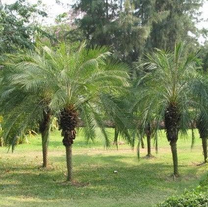 Phoenix roebelenii,Pigmy Date Palm, Miniature Date Palm, Dwarf Date Palm - Kadiyam Nursery