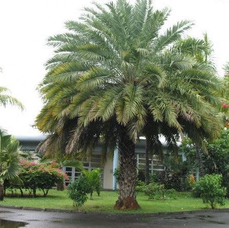 Phoenix sylvestris,Wild Date Palm, Toddy Palm, Silver Date Palm, Sugar Date Palm, Shindi Indian Winepalm - Kadiyam Nursery