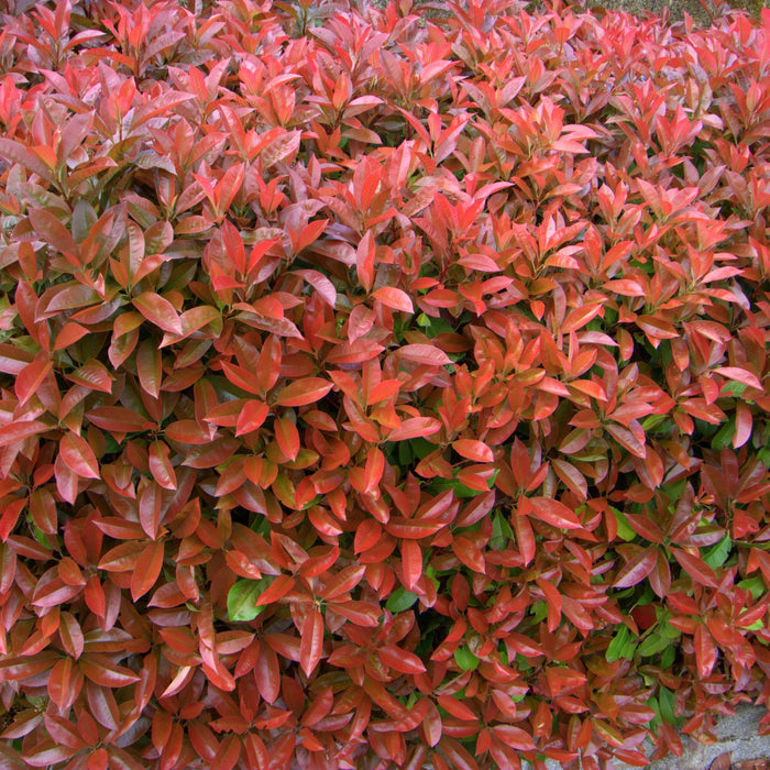 photinia