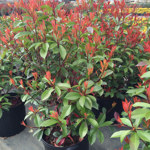 photinia plant