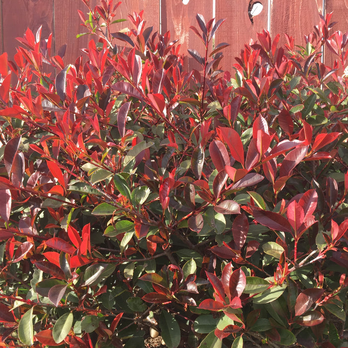 photinia shrubs