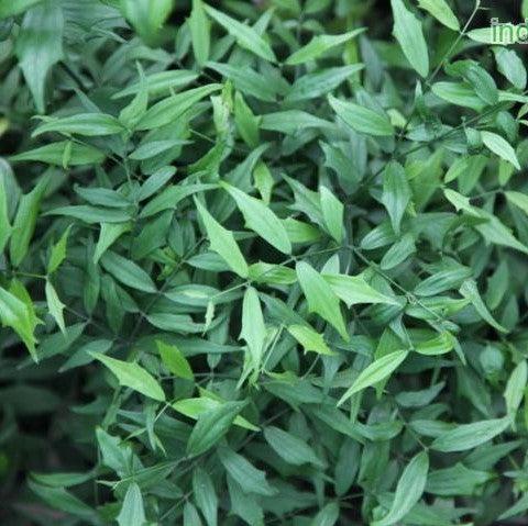 Phyllanthus epiphylloides,Leaf Bamboo - Kadiyam Nursery