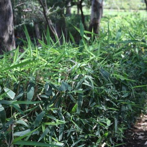 Phyllostachys sagittata,Zadu Plant, Broom Plant - Kadiyam Nursery