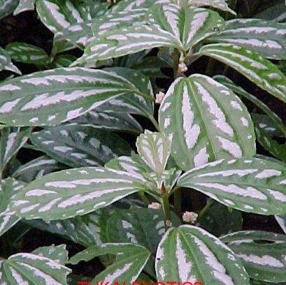 Pilea cadierei,Aluminium Pilea (spotted), Vietnam Annam, Watermelon Pilea - Kadiyam Nursery