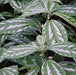 Pilea cadierei,Aluminium Pilea (spotted), Vietnam Annam, Watermelon Pilea - Kadiyam Nursery