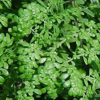 Pilea microphylla,Pilea Microphylla, Artillery Plant - Kadiyam Nursery